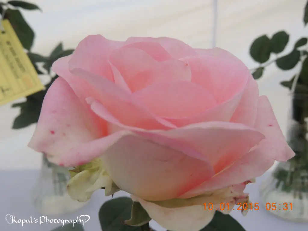 Baby Pink rose