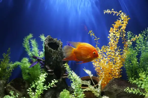 pet fish aquarium 1