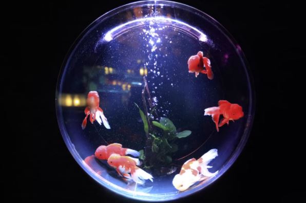 pet fish aquarium 2